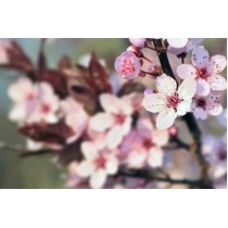 Japanese Cherry Blossom